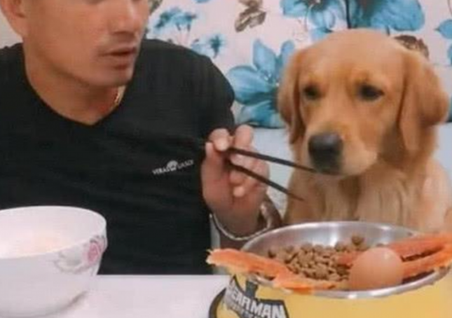 主人把木筷伸到金毛的碗,想揭穿下它护不护食,結果却让人蒙圈了 主人把木筷伸到金毛的碗,想揭穿下它护不护食,結果却让人蒙圈了