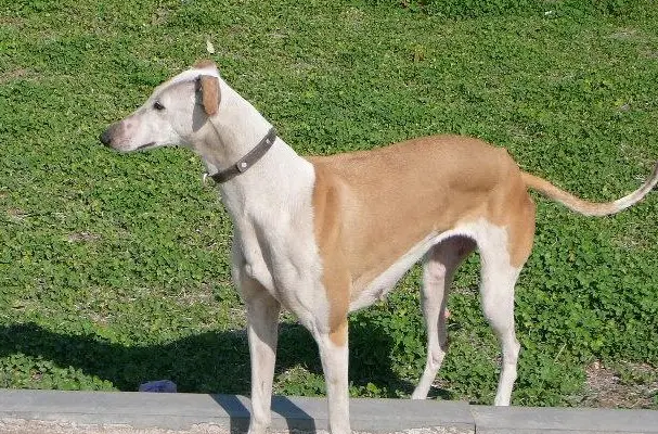 了解灵缇犬的优点和缺点,才能更好地饲养它们!-宠物网