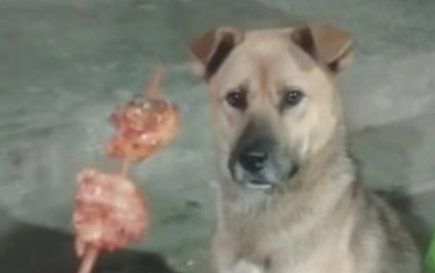 田园犬爱吃火锅串串,妈妈不点头,狗狗只有闻着淌口水! 田园犬爱吃火锅串串,妈妈不点头,狗狗只有闻着淌口水!