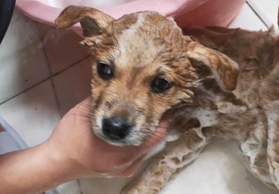 柴犬趴在地上入睡,忽然被抱去洗澡,洗好在主人怀中又睡了 柴犬趴在地上入睡,忽然被抱去洗澡,洗好在主人怀中又睡了