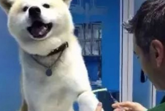 带得病狗狗去打针,学医取出针管时,狗狗这小表情没谁了!