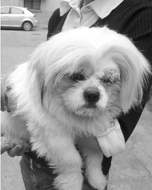 贵宾犬脚筋被残忍挑断 凶手至今还没找到 贵宾犬脚筋被残忍挑断 凶手至今还没找到