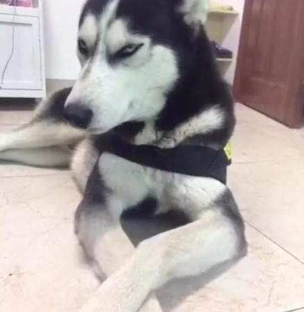 哈士奇陪主人加班加点殊不知温暖但是三秒主人扭头一看超难堪