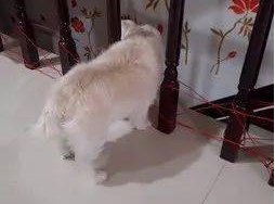 在家工作了以后，才发觉狗狗有一个贴心秘密！