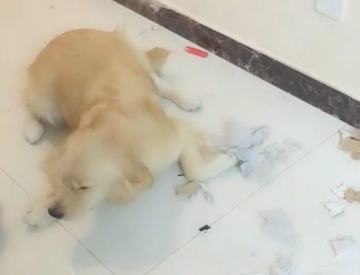 金毛撕家被主人抓现行标准，当主人要经验教训它时，却被它的行为笑喷！