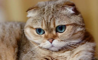 猫吃东西牙齿响是为什么