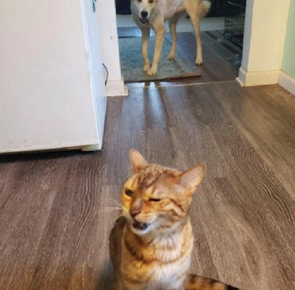 狗狗偷吃了幼猫猫粮，猫咪气呼呼跑到主人眼前控诉，猫：帮我主持公道