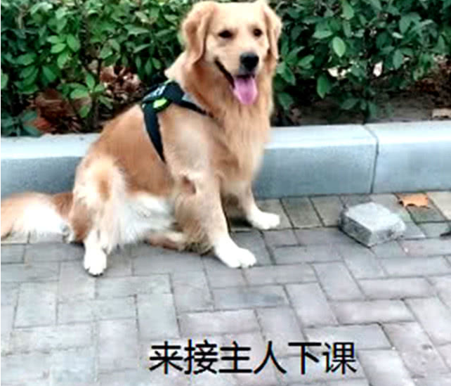 金毛每日接小主人下学，老老实实守在学校门口，网友：全是他人家的