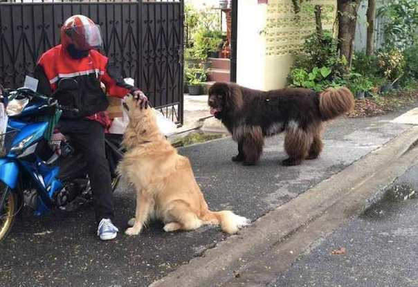 狗狗见到伙伴被快递小哥碰到后,发脾气得也跑去求摸下:要雨露均沾啊 狗狗见到伙伴被快递小哥碰到后,发脾气得也跑去求摸下:要雨露均沾啊
