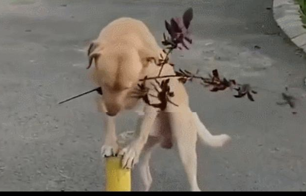 狗狗看了杂技表演表演后,回家的路上就刚开始效仿,还成功了,掌握较快啊