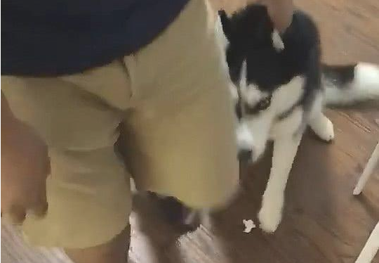 呆萌哈士奇从铁笼内逃离,在家里捣蛋,惹恼猫奴 呆萌哈士奇从铁笼内逃离,在家里捣蛋,惹恼猫奴