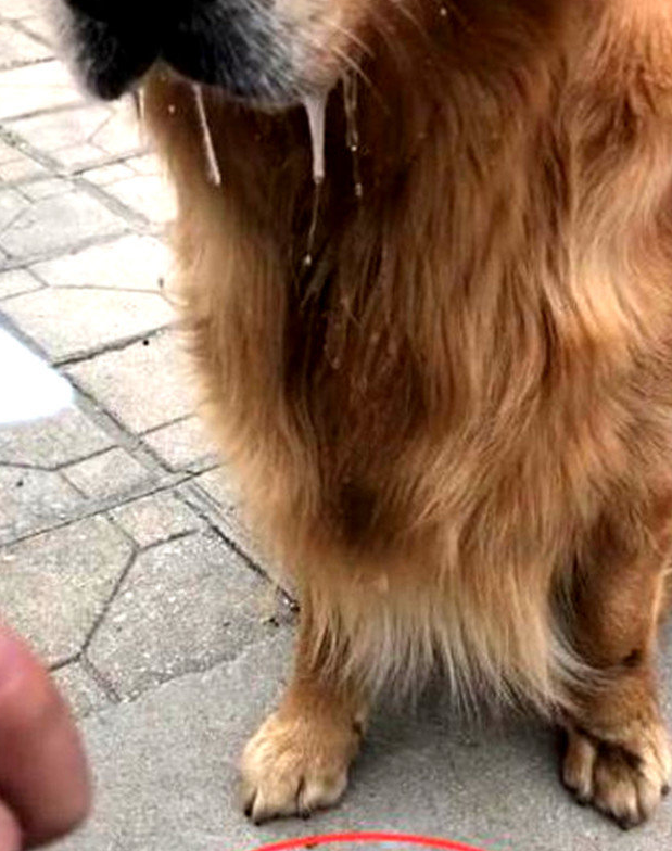 吃客金毛狗狗以便一杯酸奶，馋的口水飞流直下，一看地面上主人家笑抽了