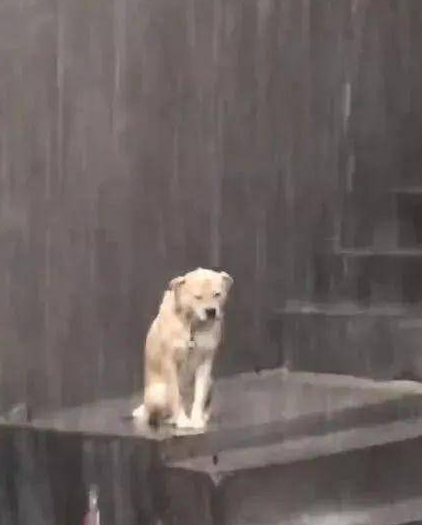 倾盆大雨时狗狗被湿透，颈部有束缚，默默地在雨里抽泣