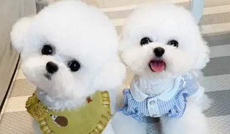比熊犬上火有泪痕了怎么办?可以吃这些食物! 比熊犬上火有泪痕了怎么办?可以吃这些食物!