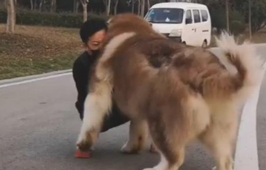 一百多斤狗子赖生态公园不动，俩主人齐出战立即拿手扛：都叫你少吃点