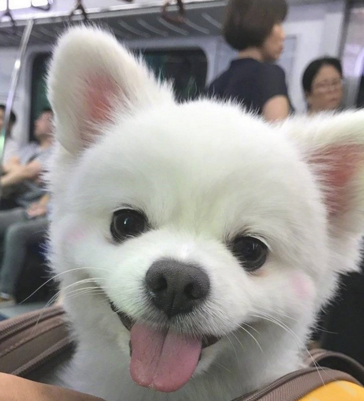 狗狗刚睡醒,发觉大家在看它,立刻露出笑容样子! 狗狗刚睡醒,发觉大家在看它,立刻露出笑容样子!