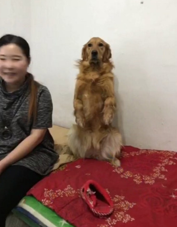 金毛狗狗犯错误被主人处罚，以便可以躲过一劫，立刻施展秘密武器求原谅