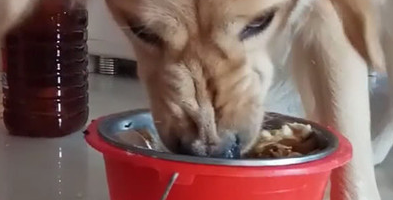 主人给金毛狗狗干了碗肉,善心去给它换部位吃,却被它的反映吓傻了 主人给金毛狗狗干了碗肉,善心去给它换部位吃,却被它的反映吓傻了