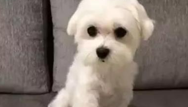 堂妹给狗狗提前准备了一桌美味的，工资待遇还比不上狗狗，看过都羡慕嫉妒！