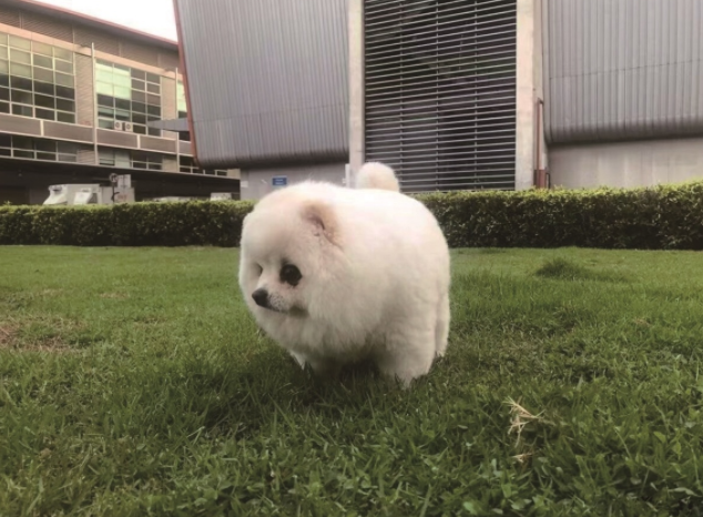 多家航司规定“顾客全责” 爱犬空运死亡 女歌星要个说法