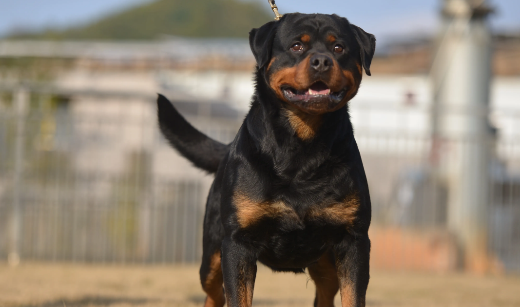 你知道罗威纳犬为什么要断尾吗答案令人意外