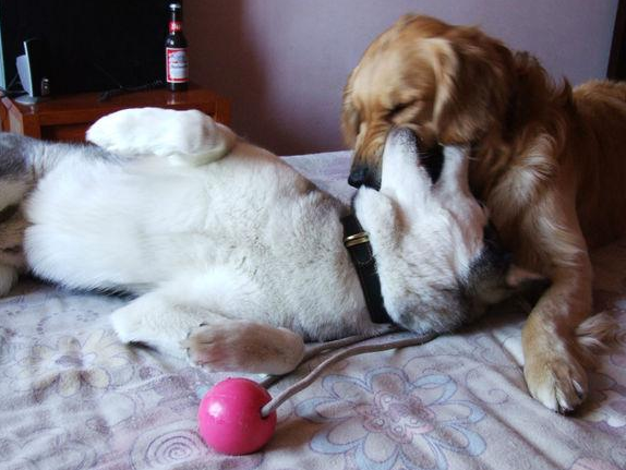 主人家给哈士奇找了只金毛做老伴儿,結果二哈深陷了爱河! 主人家给哈士奇找了只金毛做老伴儿,結果二哈深陷了爱河!