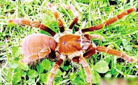 毒蜘蛛藏邮包“偷渡”入境 或为市民网购宠物 毒蜘蛛藏邮包“偷渡”入境 或为市民网购宠物
