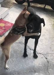 看妈妈取出了沐浴露,狗子微笑秒收:要背井离乡遁入空门一下! 看妈妈取出了沐浴露,狗子微笑秒收:要背井离乡遁入空门一下!