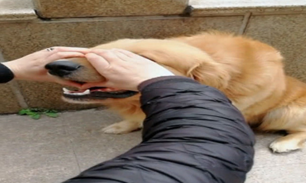 做手势暗示着金毛犬，金毛竟“不断会错意”，宠主大呼累觉不爱