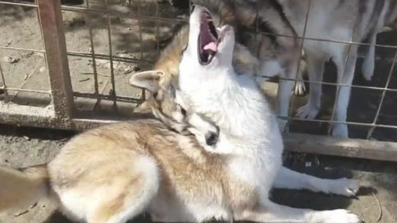 二哈碰到一群狼犬，给我哈哥一个面子