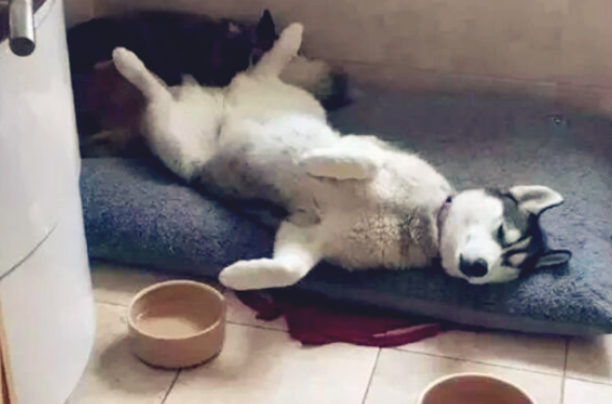哈士奇想趁主人不留意，尝一尝酒是什么味