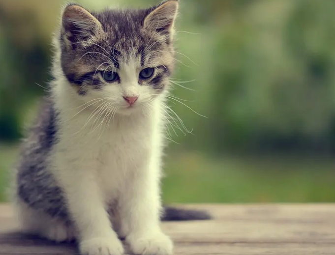 猫咪患上鼻窦炎的症状有哪些？应该如何治疗呢？