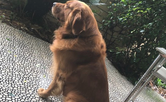 金毛狗狗性子真棒,把它关在这儿不许出来,从来没有生被淘汰