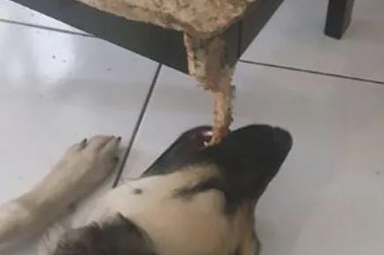 狗狗用了大半年的時间把凳子咬成那样，主人家看过狂赞：总算保证了！