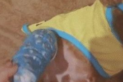 主人忘给泰迪买骨骼，泰迪举着“石膏腿”刷存在感：小宝宝腿好痛