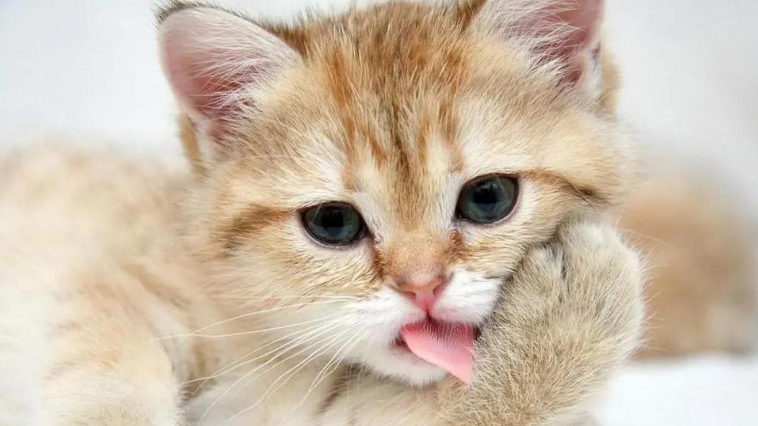 猫咪突然单只眼睛红肿流眼泪是怎么回事 猫咪突然单只眼睛红肿流眼泪是怎么回事