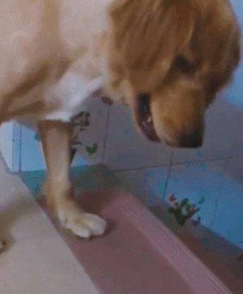 北方地区金毛第一次看到大蟑螂这反映让网民笑喷：跟蟑螂都能发生争执？