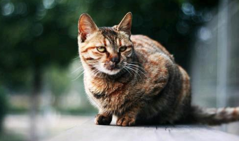 猫咪奶涨的很硬有没有危险 猫咪奶涨的很硬有没有危险