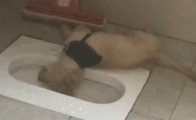 金毛倒在厕所蹲便边就睡觉了，异味都熏昏迷不醒它，它是喝醉酒吗？