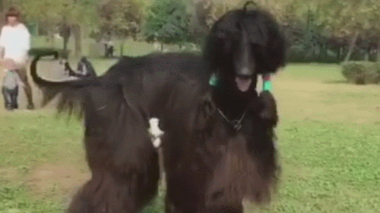 狗狗个子 高达二米 ，在公园造成 看热闹 ，那么 大个儿 太少见！
