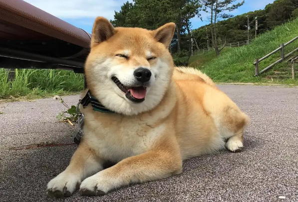 柴犬被主人骗入宠物诊所接种疫苗，都没打它立即就.....