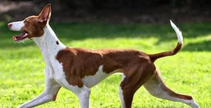 依比沙猎犬有比较小只的吗 依比沙猎犬有比较小只的吗