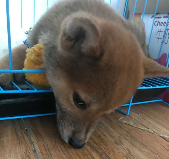 柴犬在铁笼里害怕出去,就算没有人也害怕,它挨打怕了 柴犬在铁笼里害怕出去,就算没有人也害怕,它挨打怕了