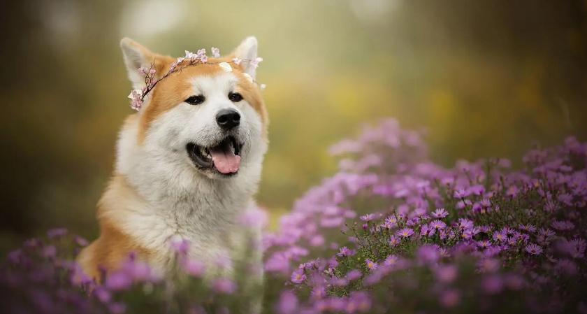 狗的髋关节病坐姿什么样”