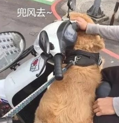 主人骑自行车带狗狗玩儿,狗狗看不上跑到他人车里,看得车主啼笑皆非 主人骑自行车带狗狗玩儿,狗狗看不上跑到他人车里,看得车主啼笑皆非