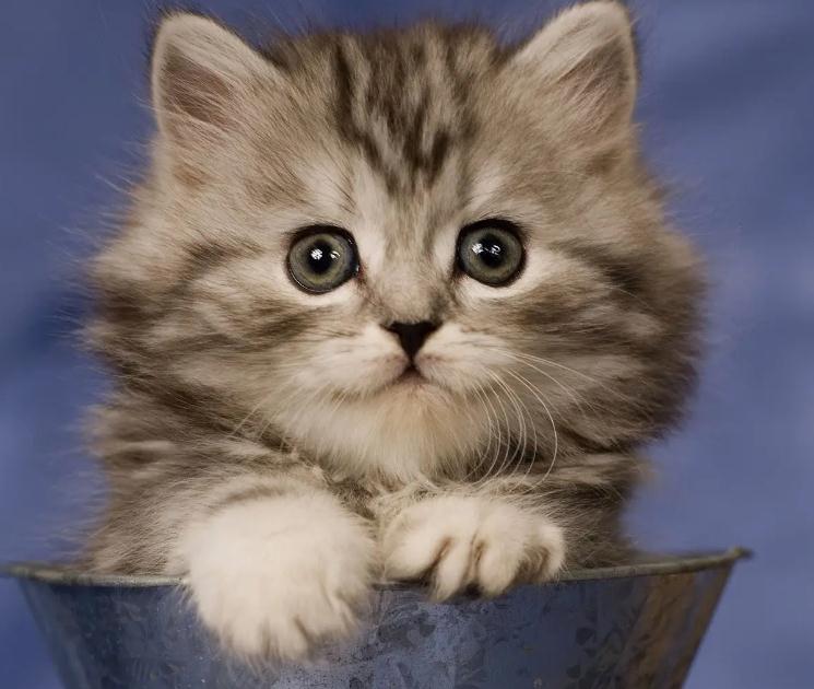 猫咪肚子一抽一抽的为什么
