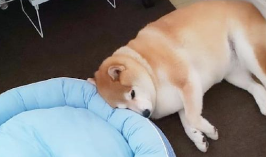 主人给柴犬买来新狗窝，它却分毫不高兴，狗：我还是喜爱睡木地板！