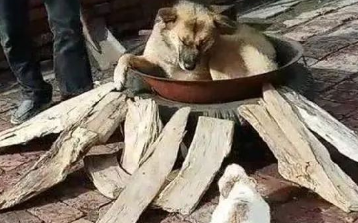 主人家架锅烧开,狗狗见到后积极躺进锅中,还把家中的小兔子拉了进来 主人家架锅烧开,狗狗见到后积极躺进锅中,还把家中的小兔子拉了进来