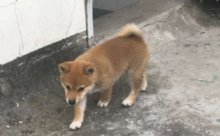 柴犬忽然听见有奇怪的声音,走以往看过一下,結果被吓退了 柴犬忽然听见有奇怪的声音,走以往看过一下,結果被吓退了