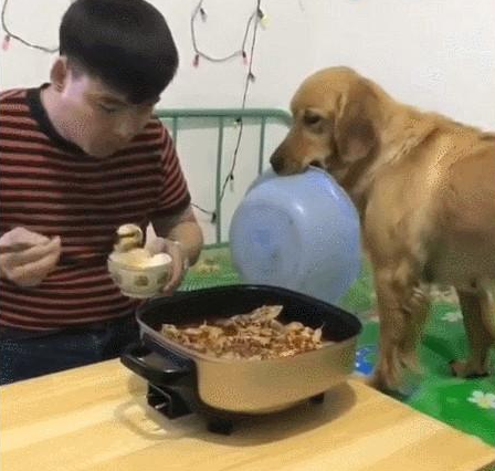 小伙只图自身吃肉无视金毛，下面产生的这一幕却使他愣住了
